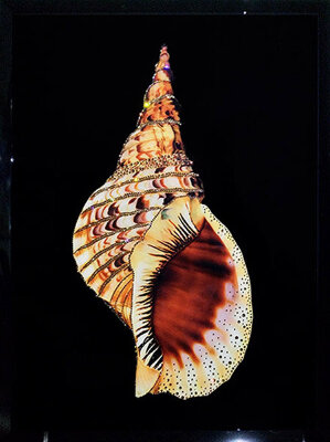 Картина Swarovski "Морская раковина" 2338-gf