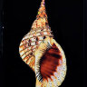 Картина Swarovski "Морская раковина" 2338-gf