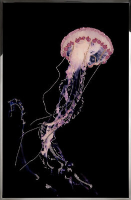 Картина Swarovski "Розовая медуза" rozovaya-meduza-gf