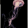 Картина Swarovski "Розовая медуза" rozovaya-meduza-gf