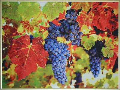 Картина Swarovski "Гроздь винограда" G-063